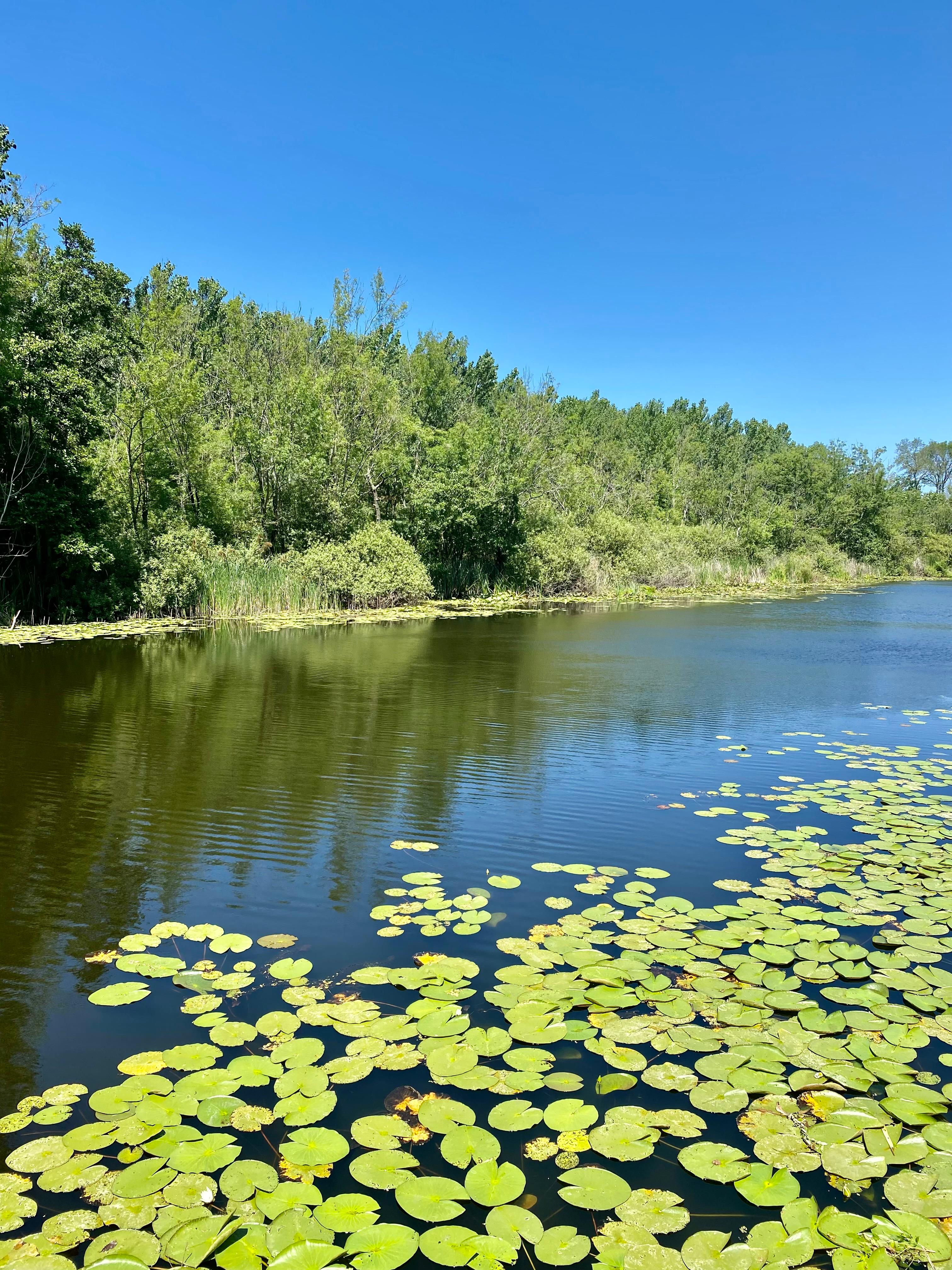 SAU’lü Akademisyen Acarlar Longozu’nun Önemine Dikkat Çekti